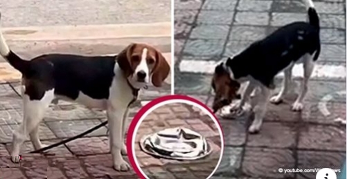 Ein trauriger Beagle: Der Besitzer überfährt versehentlich das Fressnapf des Hundes